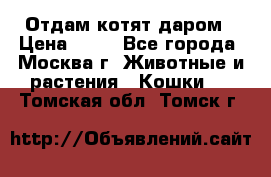 Отдам котят даром › Цена ­ 10 - Все города, Москва г. Животные и растения » Кошки   . Томская обл.,Томск г.